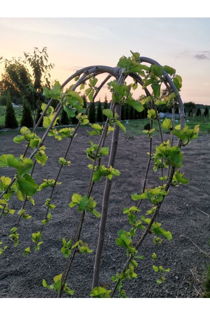 Чорна Баронесса — плакуча прикраса саду і джерело вітамінів.